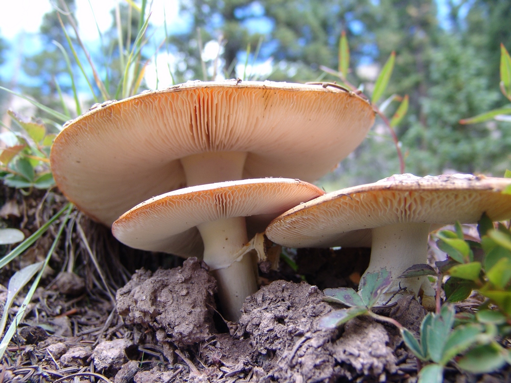 The trio of Fly Agarics